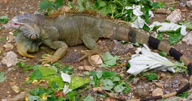 Iguana in Roatan, Honduras