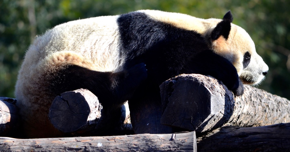 Panda Bear at Beijing Zoo